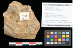 Foto (Objekt + Etikett) von Quercus palaeoilex Ettingshausen (NHMW-GEO-2024-0188-0753)